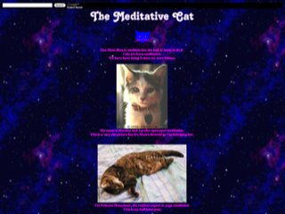The Meditative Cat