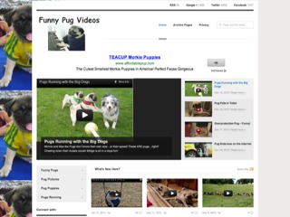 Funny Pug Videos