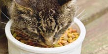 Cat Food for Kidney Problems